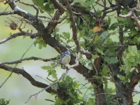 Griekse pimpelmees [cyanistes caeruleus calamensis]
